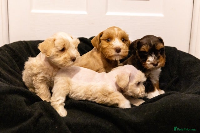 Miniature Schnauzer dogs Miniature Schnazuer puppies - American bloodlines  - Advert 2