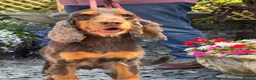 Cocker Spaniel dogs for sale: Rebel - KC Registered Chocolate & Tan Cocker  - Advert 6
