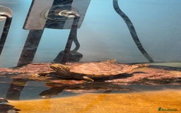 Turtle reptiles for sale: X2 cooters - Image 3