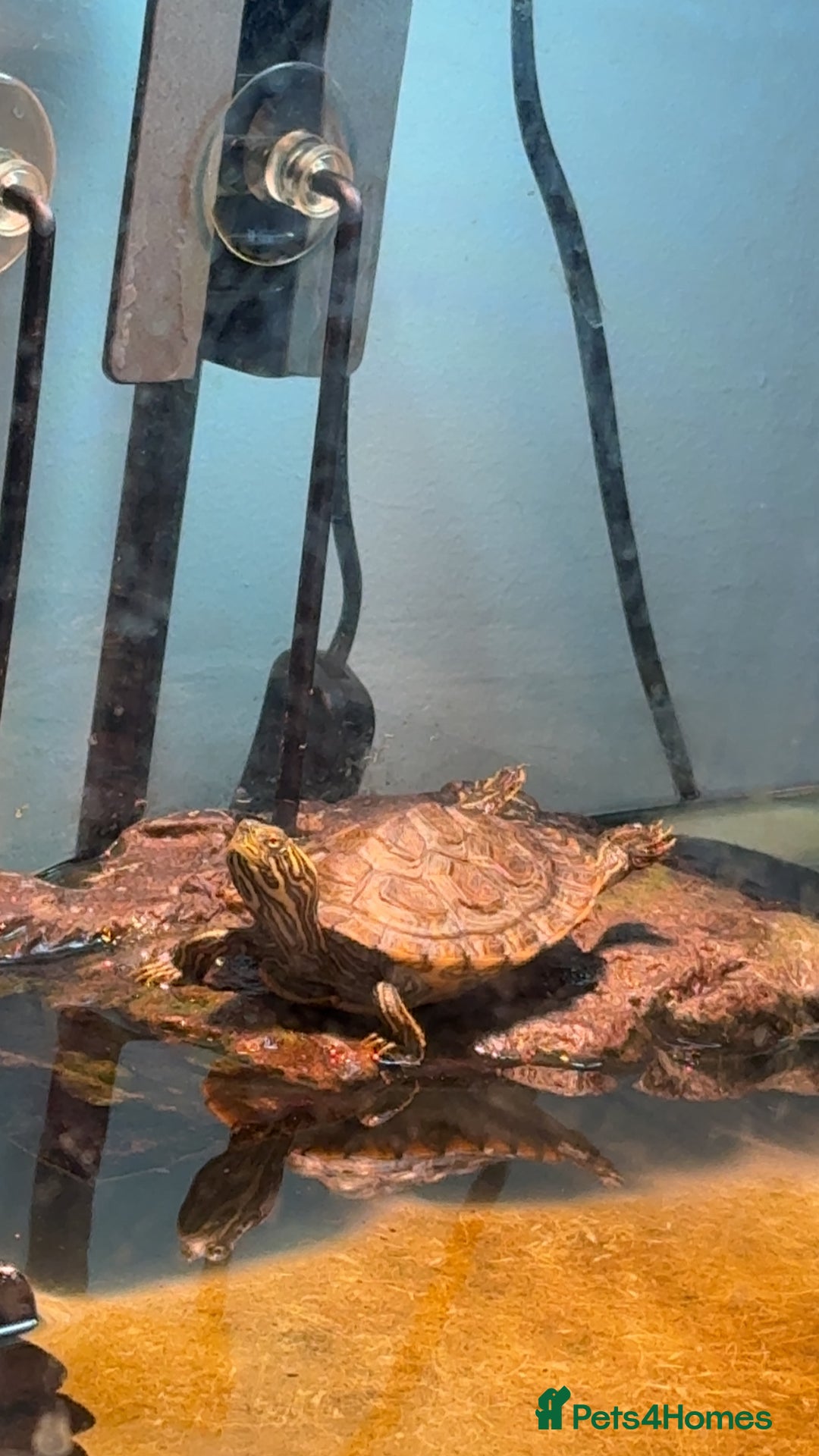 Turtle reptiles for sale: X2 cooters - Image 3