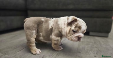 English Bulldog dogs Beautiful lilac merle female - Advert 3