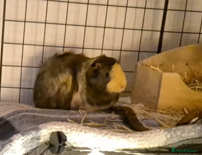 Guinea Pig rodents Female guinea pigs  - Advert 1