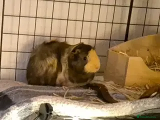 Guinea Pig rodents Female guinea pigs - Advert 13