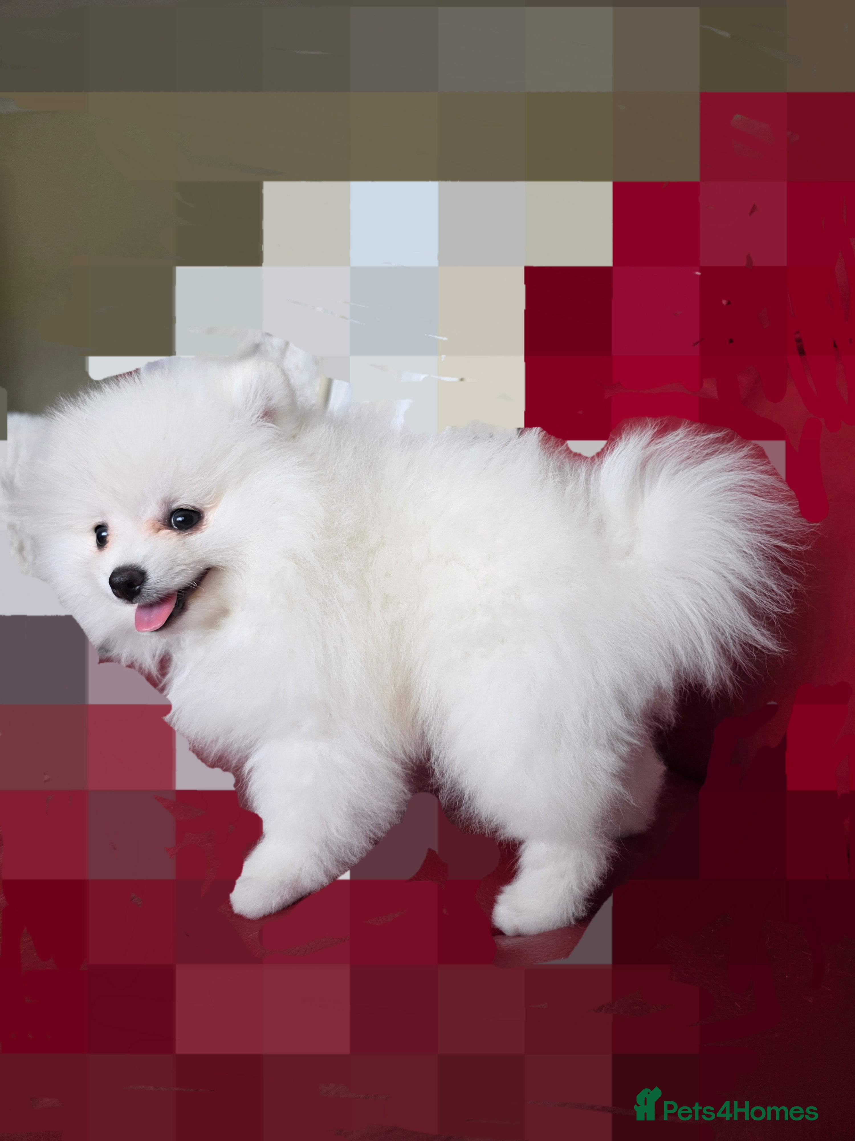 Pomeranian dogs for sale: Pedigree Teddy Face Pomeranian Male Pups - Advert 9