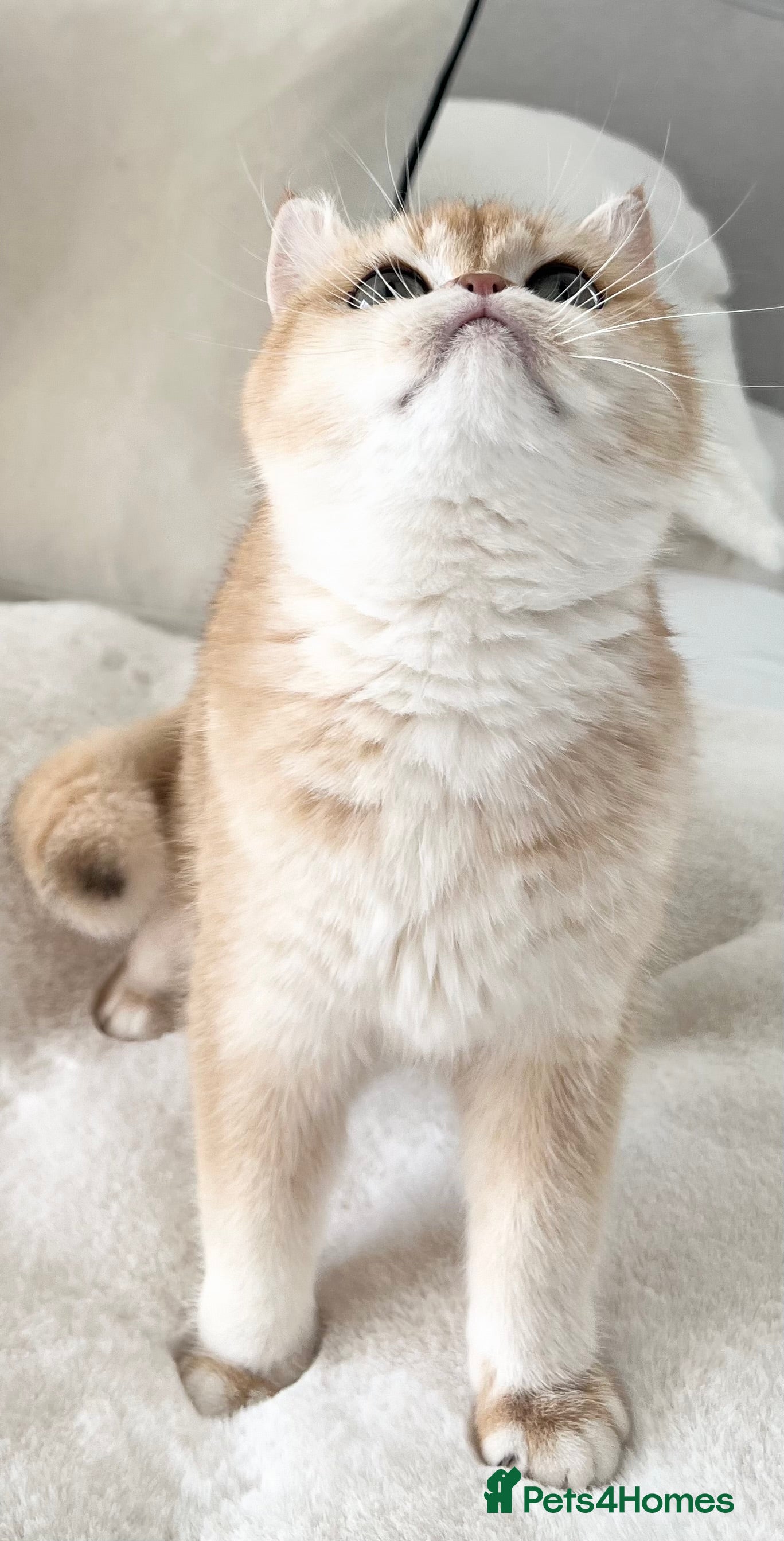 British Shorthair cats 🧸 NY12 Golden British Shorthair Boy 🧸 - Advert 2