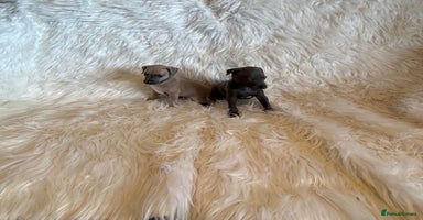 Italian Greyhound dogs - Advert 11