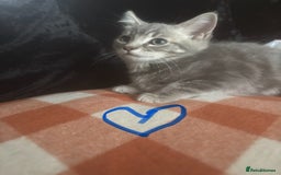 British Longhair cats for sale: British long hair x kittens ready to go - Image 10