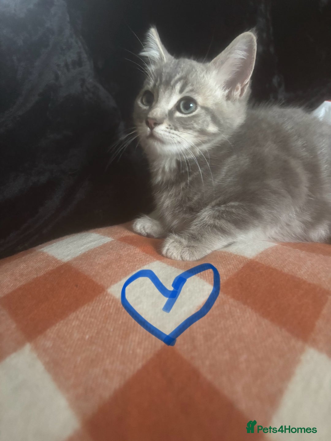 British Longhair cats for sale: British long hair x kittens ready to go - Image 10