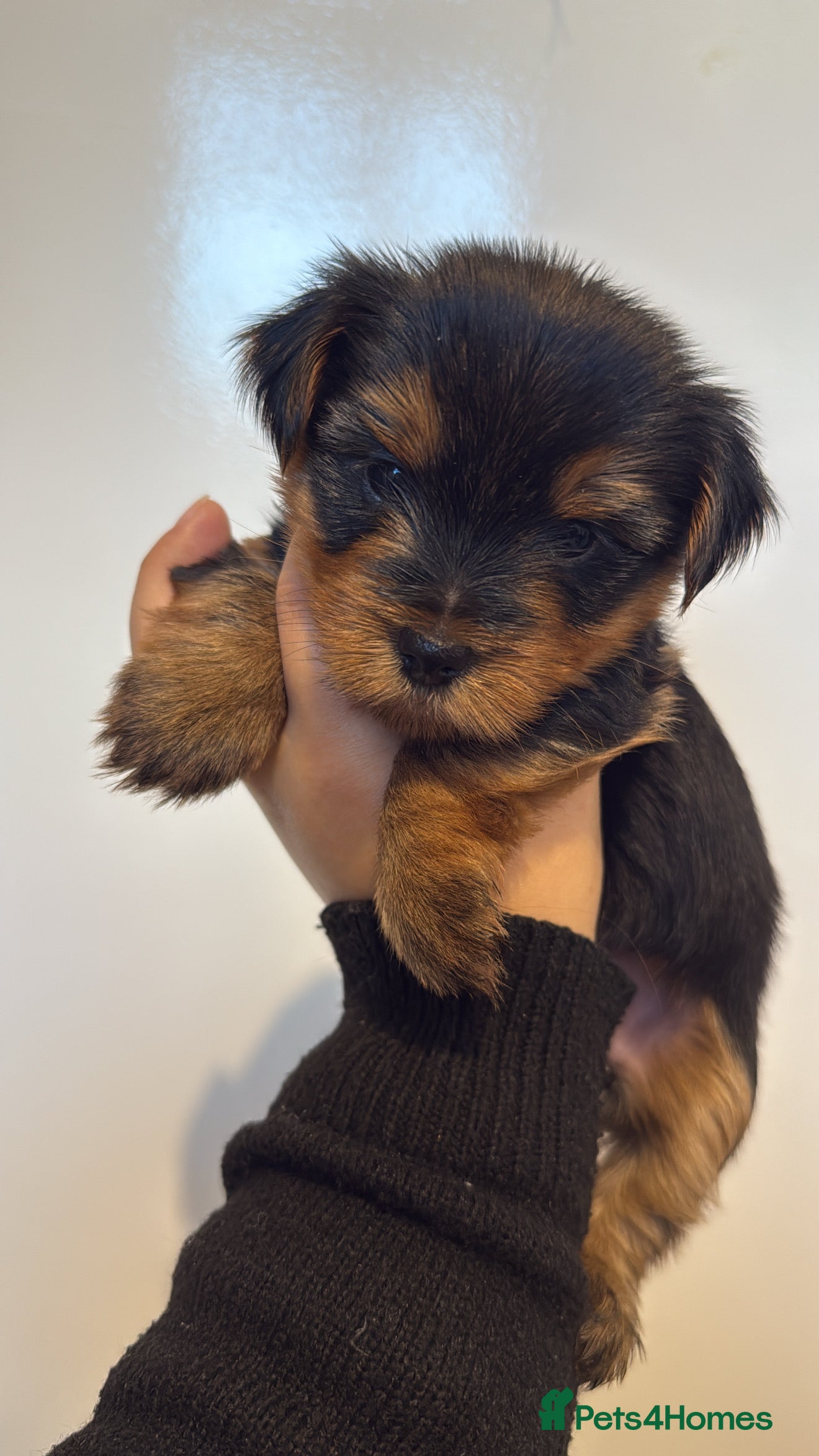 Yorkshire Terrier dogs Yorkie terrier  - Advert 7