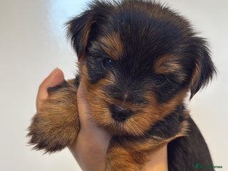 Yorkshire Terrier dogs Yorkie terrier - Advert 1