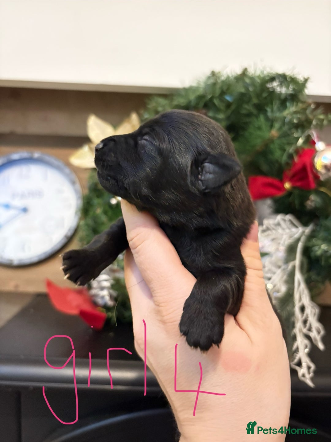 Patterjack dogs for sale: Patterjack  - Advert 4