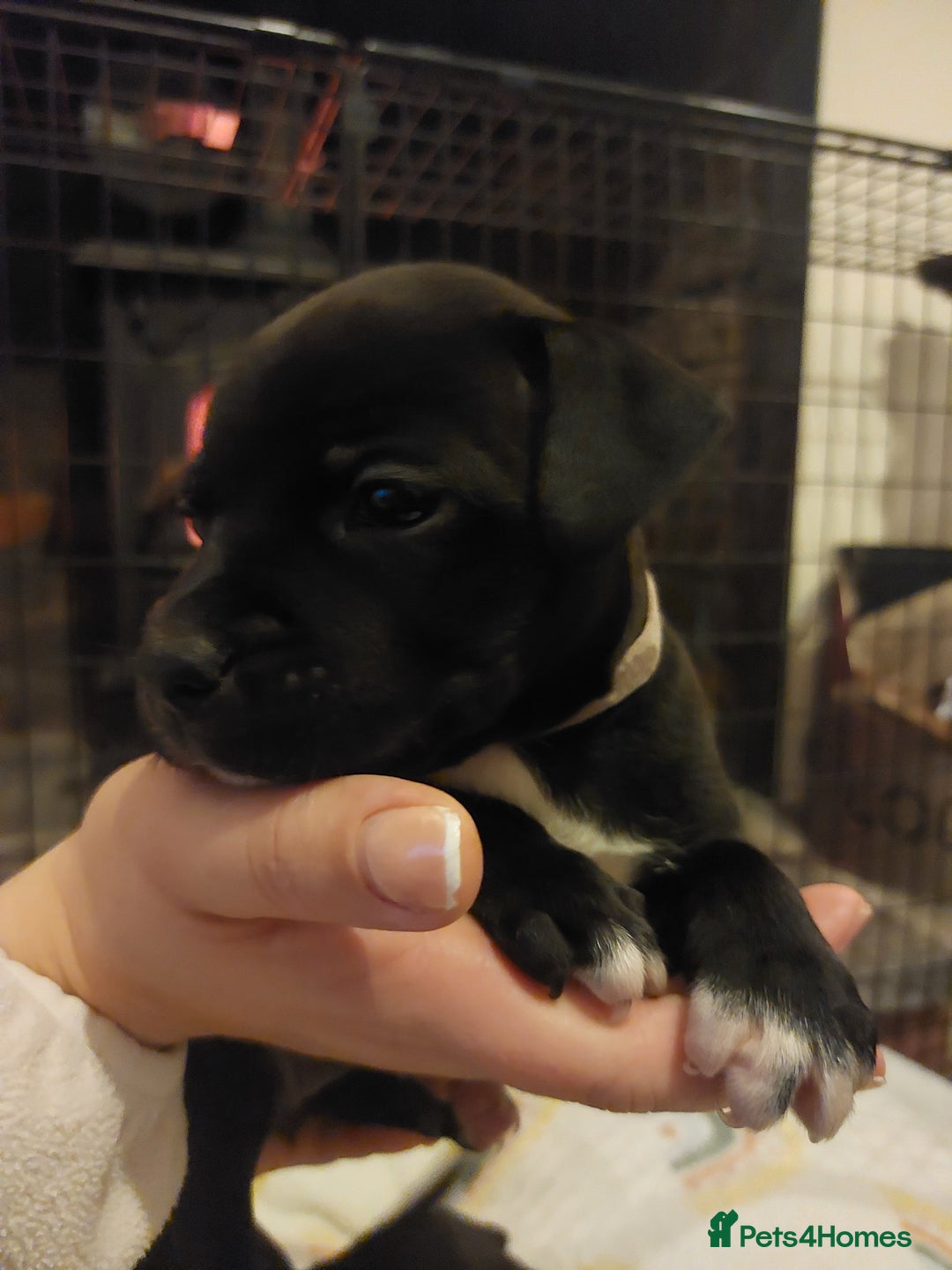 Staffordshire Bull Terrier dogs for sale: *2 left* Stunning Chunky KC Staffy Pups - Image 14