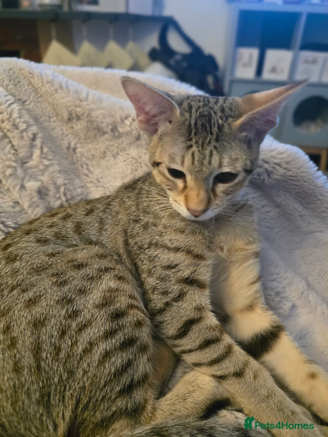 Savannah cats for sale: Savannah F8 Girl Kitten. - Advert 10