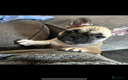 French Bulldog dogs for sale: 5 beautiful frenchises 💙💗 - Image 4