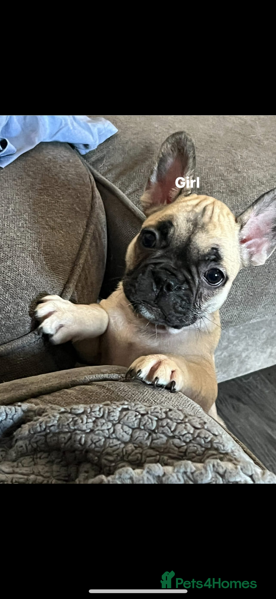 French Bulldog dogs for sale: 5 beautiful frenchises 💙💗 - Image 4