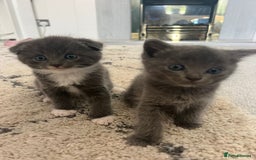 Scottish Fold cats for sale: Scottish fold X British Blue kittens for sale.  - Image 5