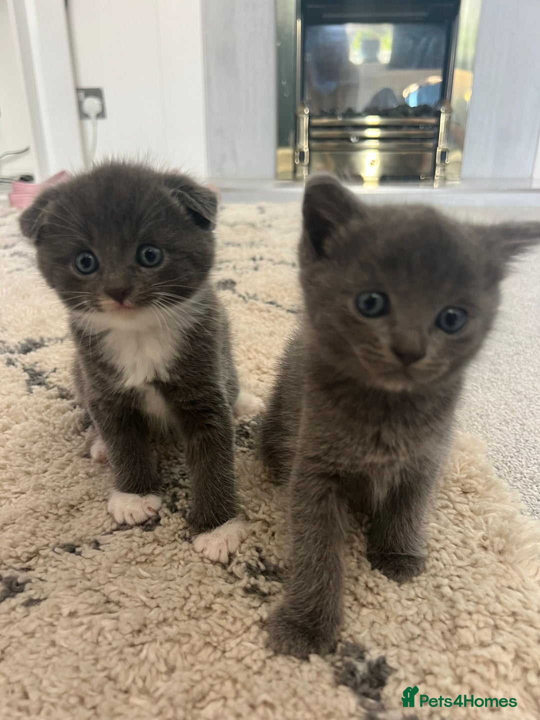 Scottish Fold cats for sale: Scottish fold X British Blue kittens for sale.  - Image 5