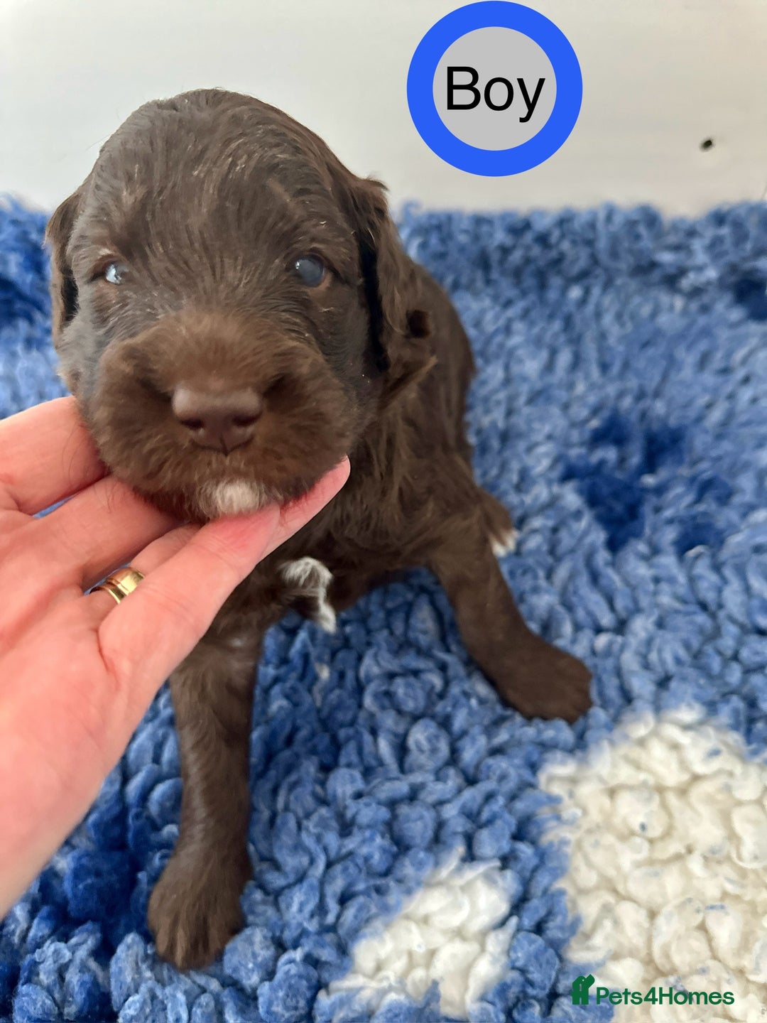 Goldendoodle dogs for sale: Standard Golden Sheepadoodle puppies - Image 6