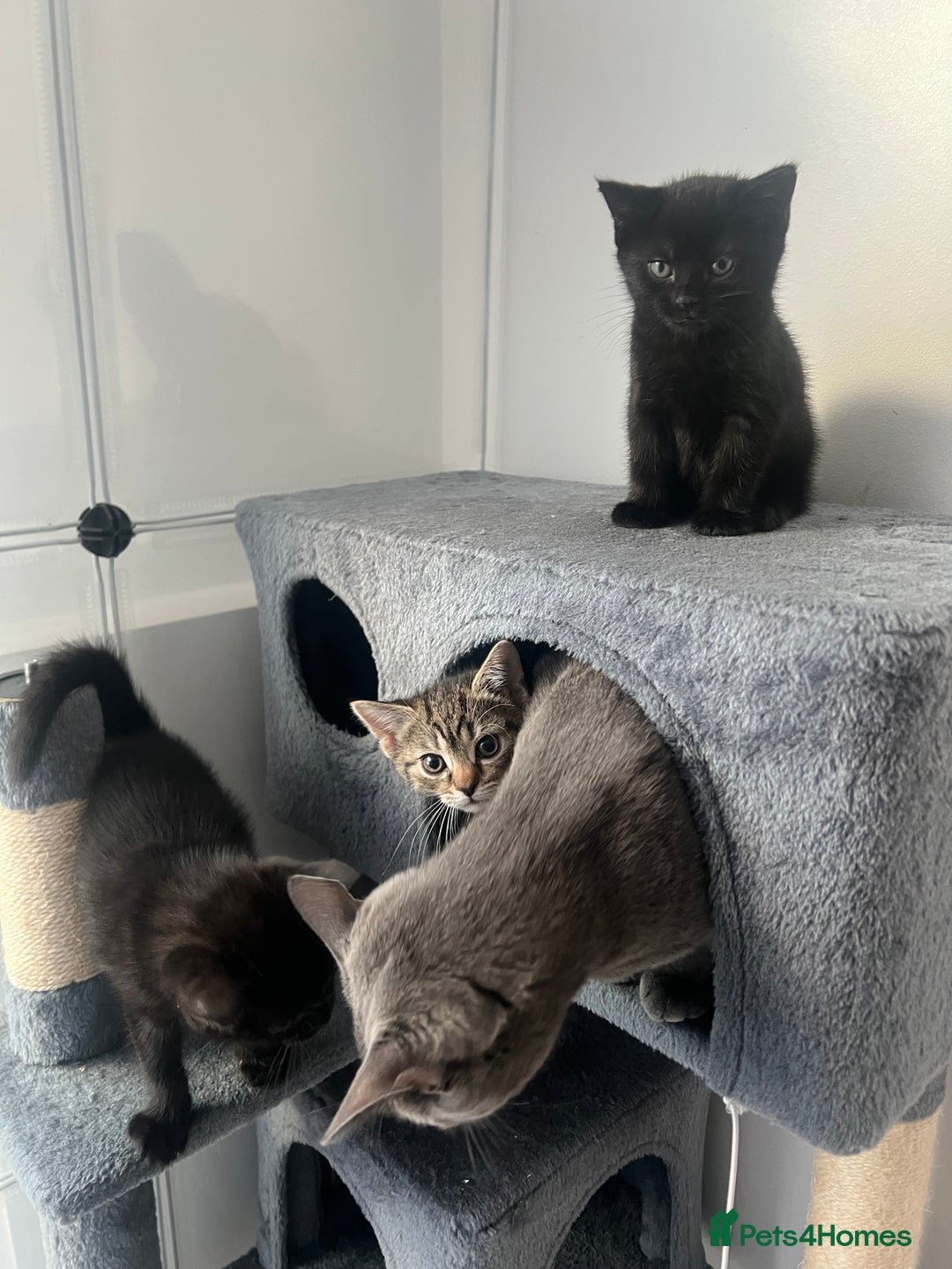 Mixed Breed cats for sale: Kittens for sale  - Advert 3