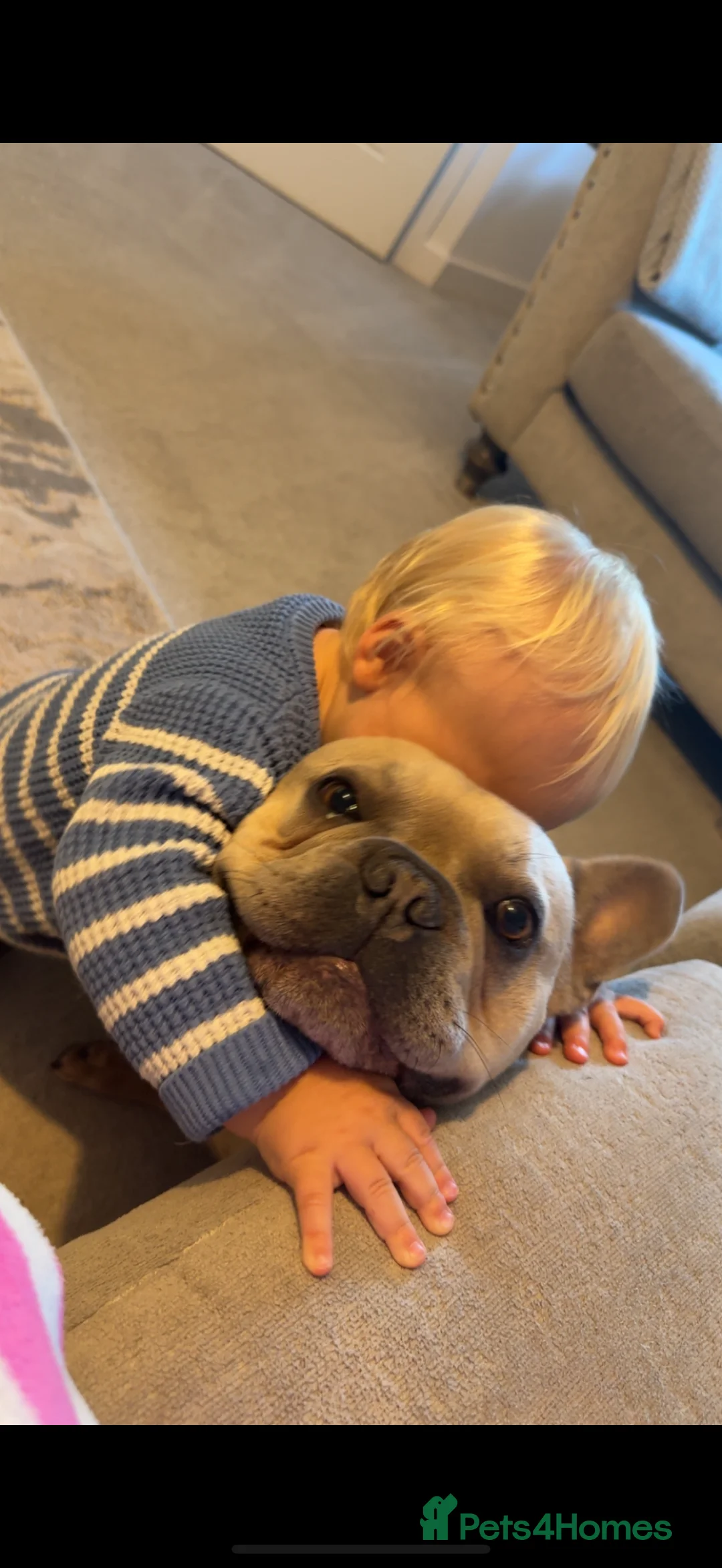 French Bulldog dogs for sale: French bull dog 3 years old  - Advert 4