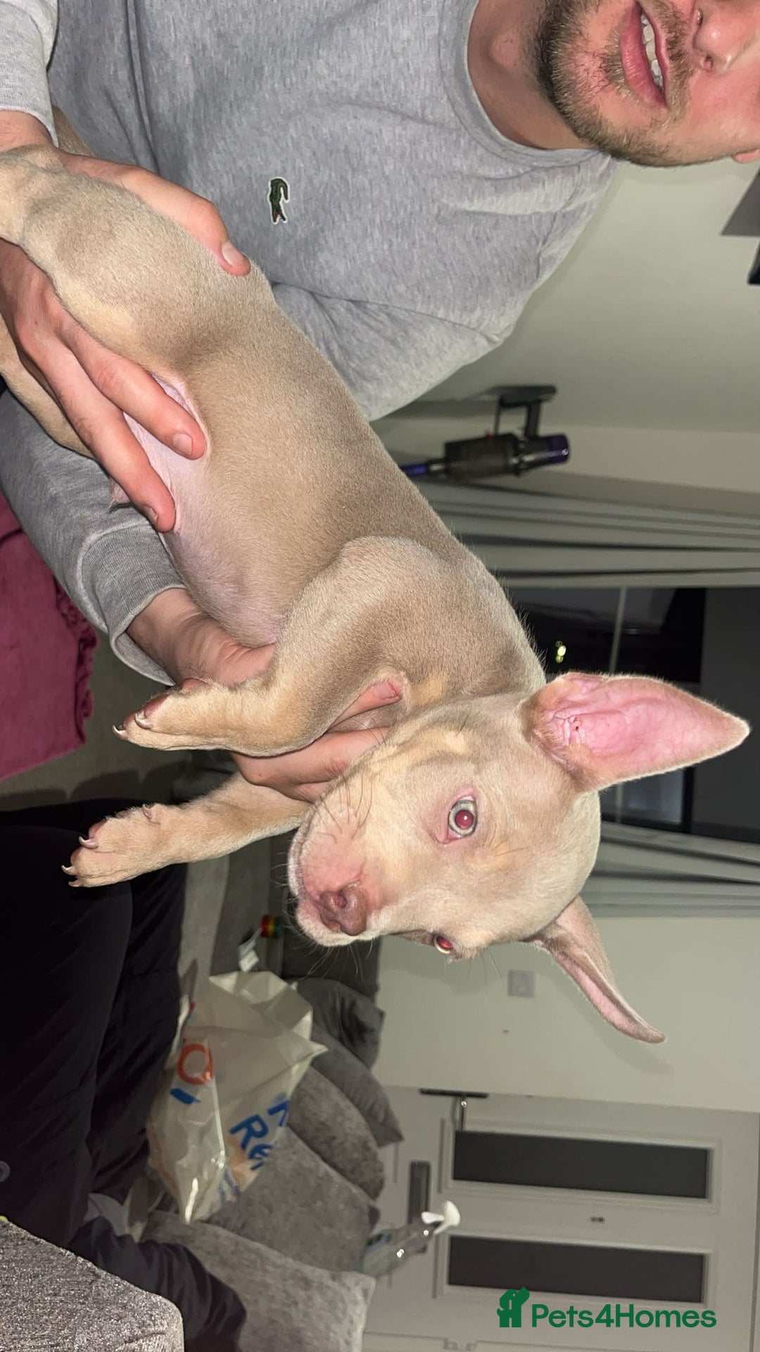 American Bully dogs for sale: 🦍🩸cowboy🤠- micro bully’s for sale  - Image 3