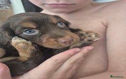 Cocker Spaniel dogs for sale: Cocker spaniels - Image 1