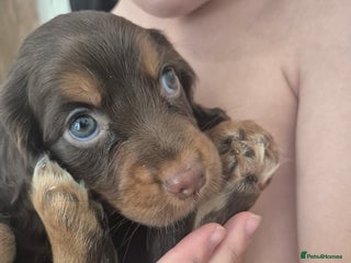 Cocker Spaniel dogs - Advert 5