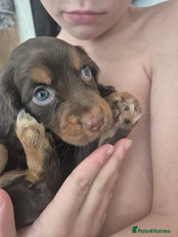 Cocker Spaniel dogs - Advert 7