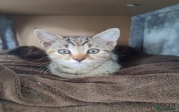 Ragdoll cats for sale: 5 lovely ragdoll X female kittens - Image 2