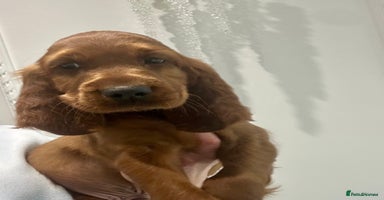 Irish Setter dogs - Advert 9