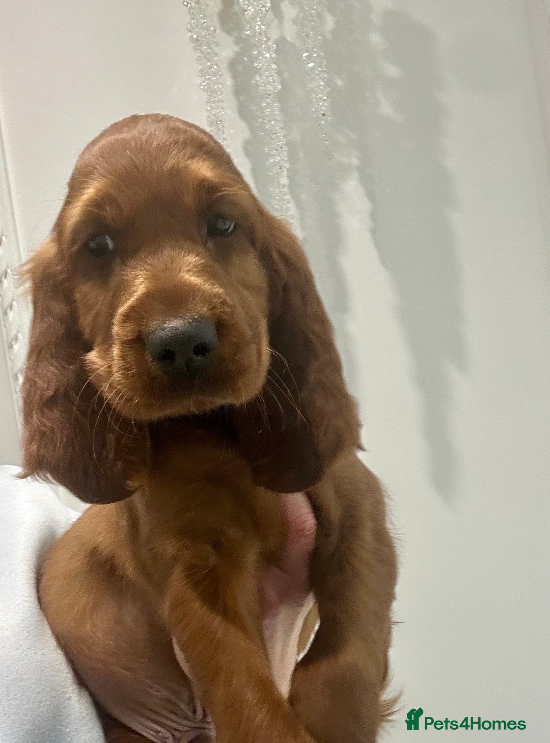 Irish Setter dogs for sale: Beautiful KC registered health tested parents - Advert 8