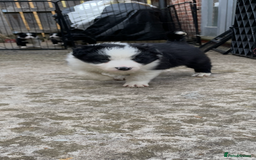 Border Collie dogs for sale: Border collie puppies  - Image 6