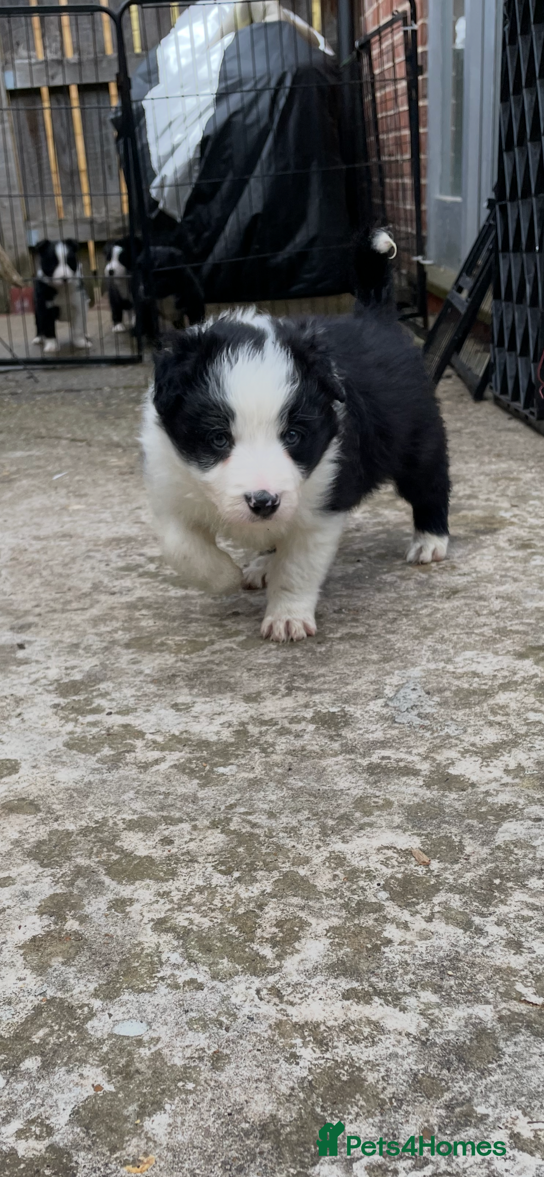 Border Collie dogs for sale: Border collie puppies  - Image 6