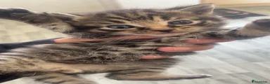 Bengal 3