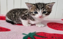 Mixed Breed cats for sale: Two beautiful litters of kittens😻🐱😹 - Image 10
