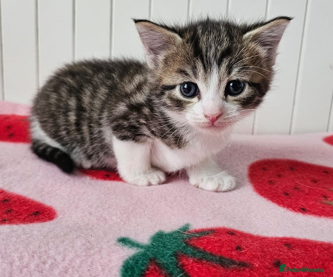 Mixed Breed cats for sale: Two beautiful litters of kittens😻🐱😹 - Image 10