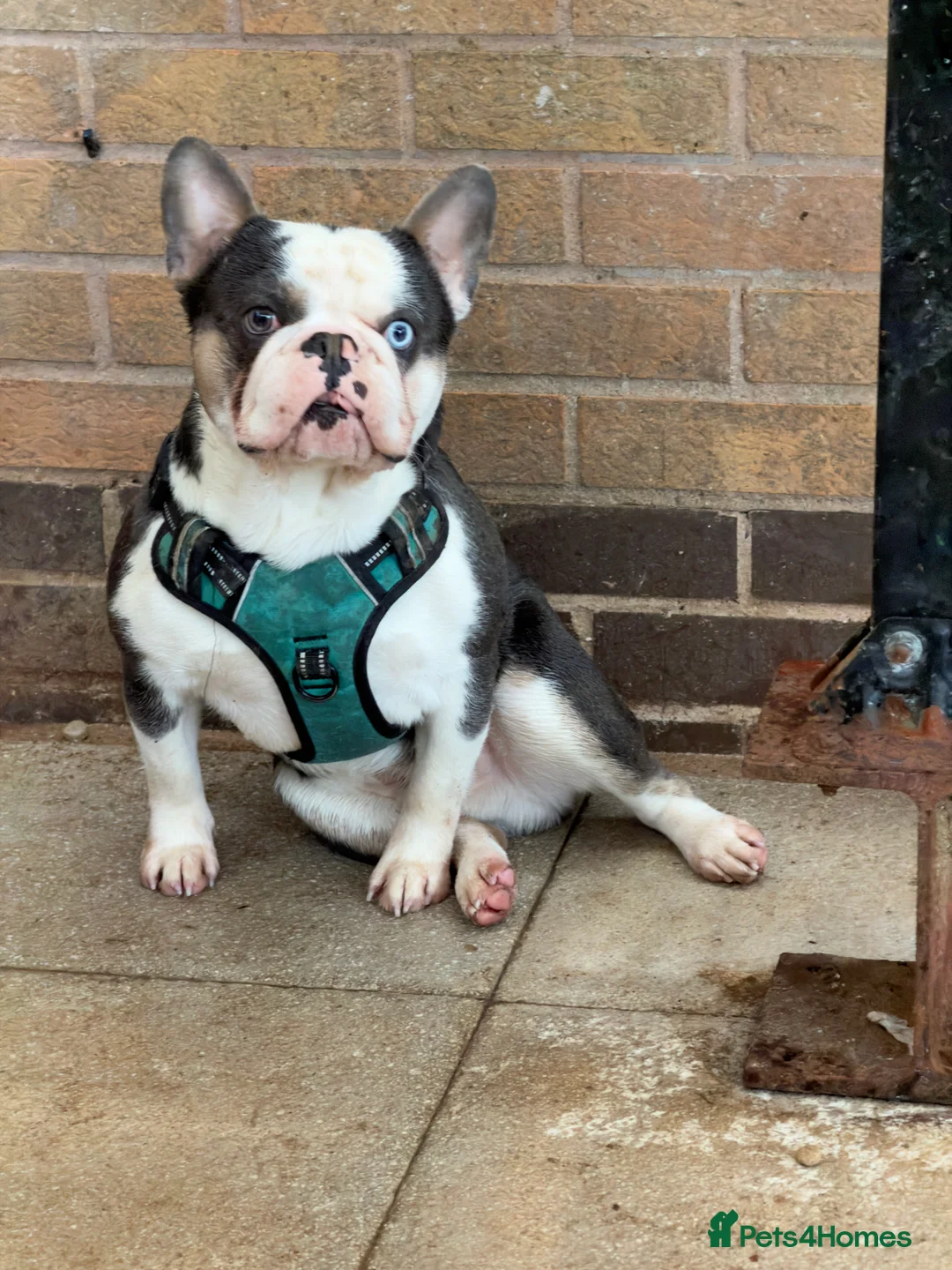 French Bulldog dogs for stud: 🔥FRENCH BULLDOG STUD HUSKY COLOUR PROVE🔥 - Advert 3