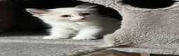 Ragdoll cats for sale: Gccf REDUCED kittens last cream bicolour rare boy - Advert 6