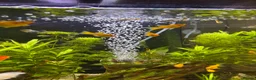 Mollies fish for sale: Orange Mollys  in Walsall - Advert 1