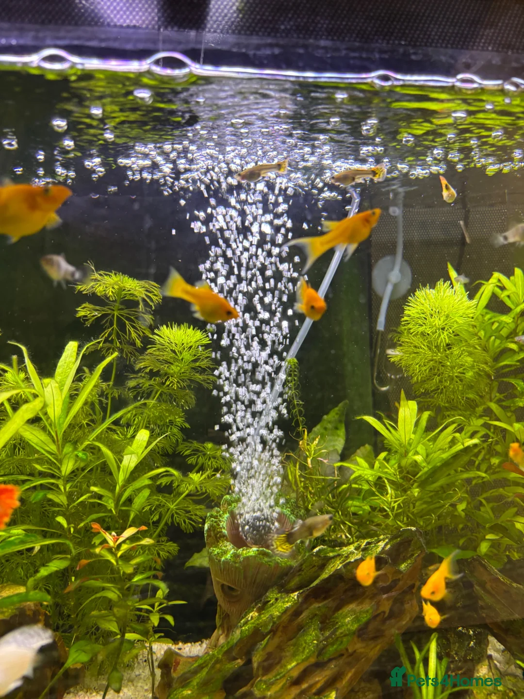 Mollies fish for sale: Orange Mollys  in Walsall - Advert 1