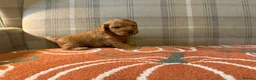 Cockapoo dogs for sale: Beautiful Litter of F1 Toy Cockapoo Puppies - Advert 7