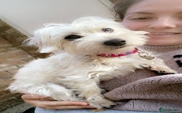 Mixed Breed dogs for sale: Maltese Cross Miniature Dachshund  - Image 1