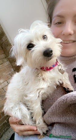 Mixed Breed dogs - Advert 1