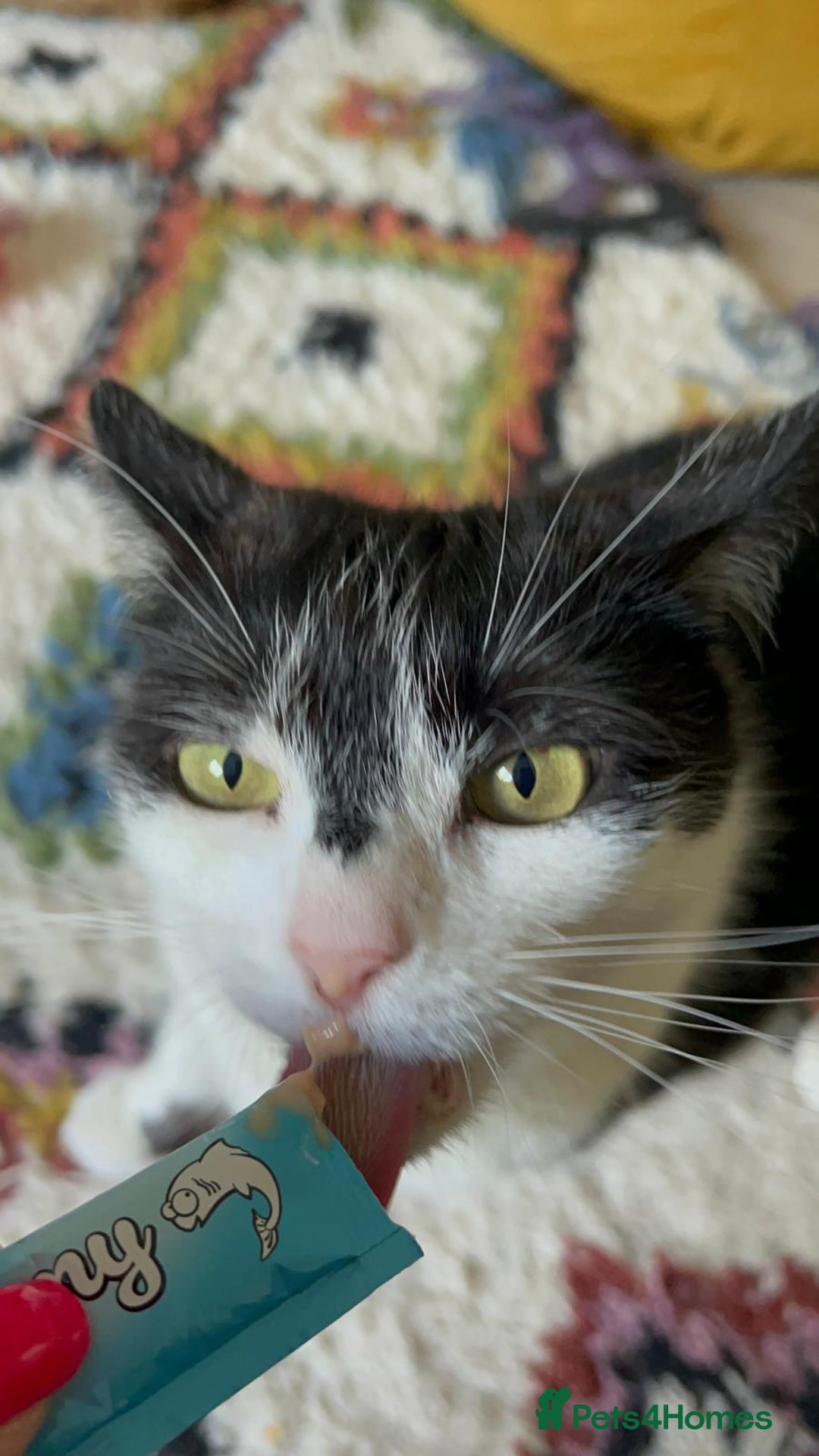 Domestic Shorthair cats for sale: Sister cats to be rehomed together! Friendly girls - Image 3