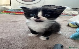 Mixed Breed cats for sale: Beautiful kittens  - Image 11