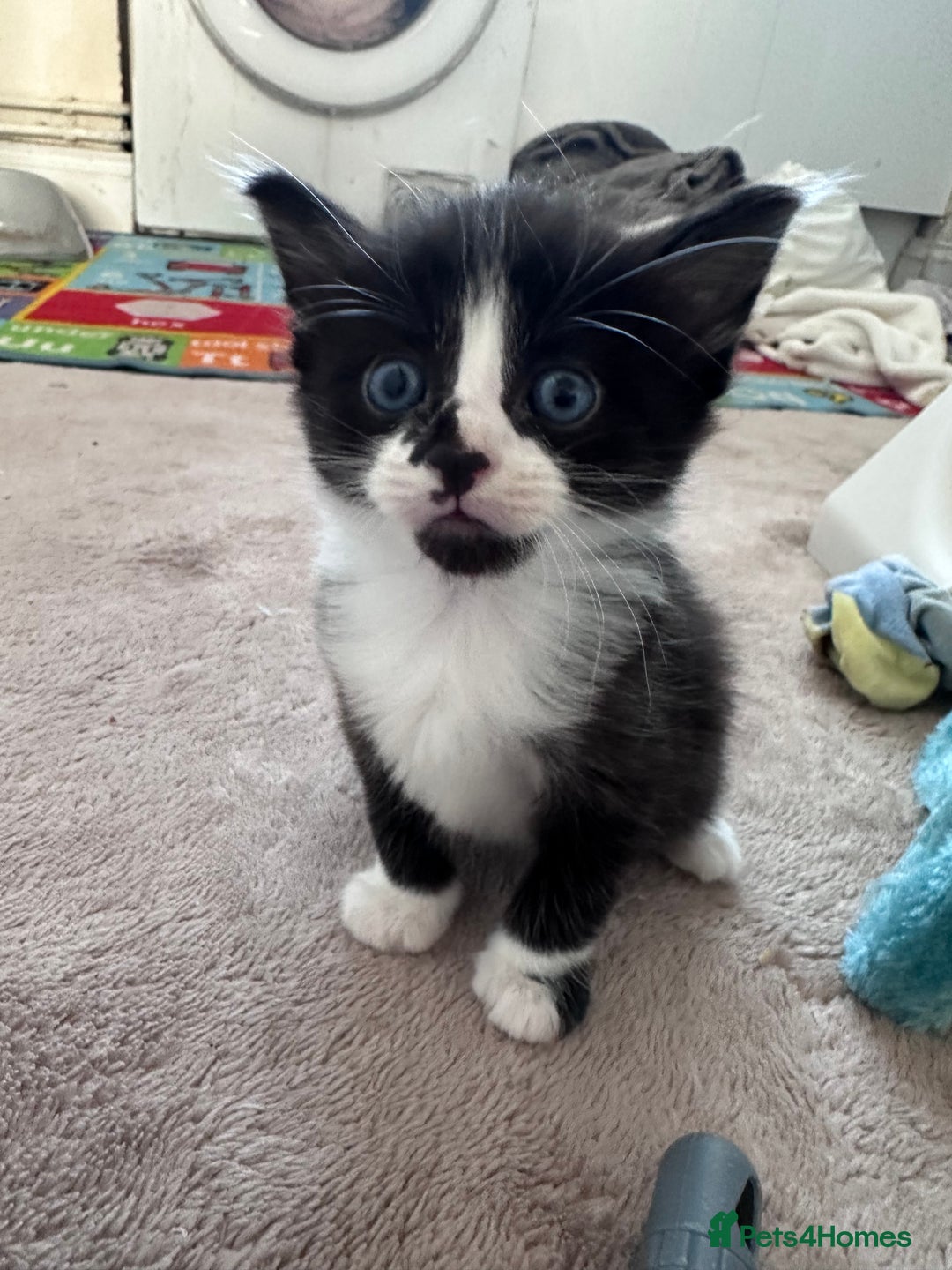 Mixed Breed cats for sale: Beautiful kittens  - Image 11