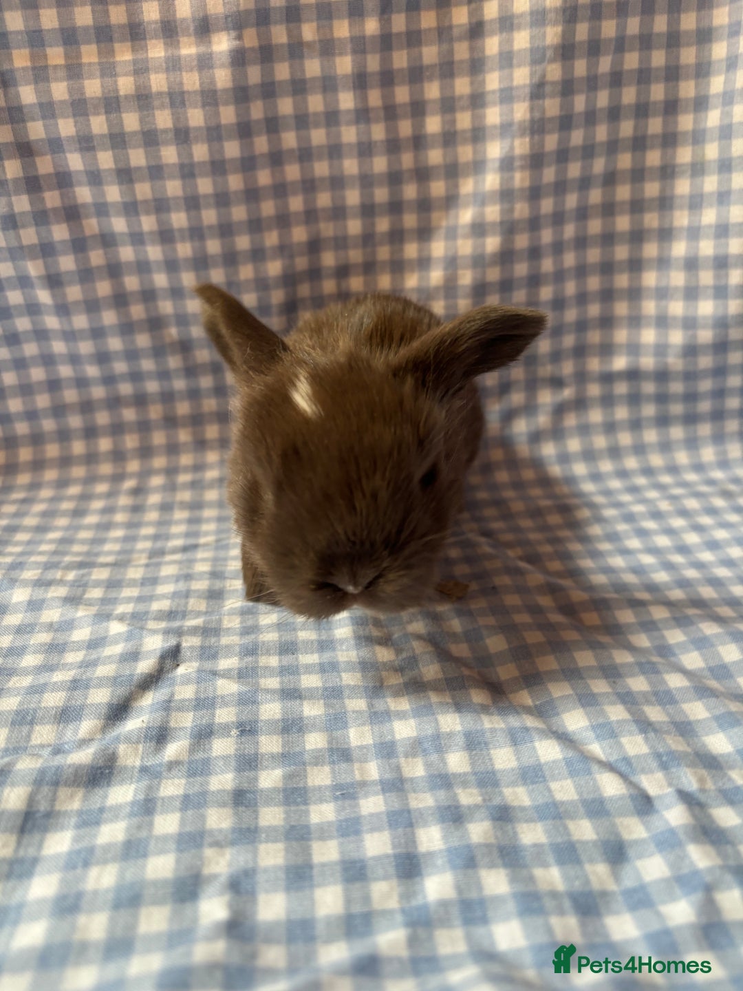 Mini Lop rabbits for sale: Pure bred mini lop babies  - Image 9