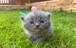 British Shorthair cats for sale: Blue British shorthair  - Image 3