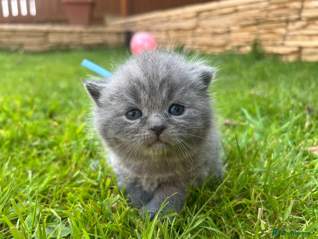 British Shorthair cats for sale: Blue British shorthair  - Image 3