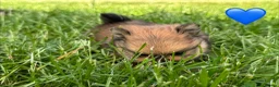 Pomeranian dogs for sale: Orange sable teddy bear type Pomeranians  - Advert 10